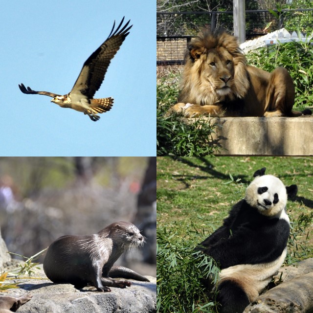 The osprey is from Ft. Belvoir where we shoot archery, and the others are from the National Zoo at Woodley Park.